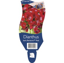 Hvozdík vousatý dvouletý FloraSelf Dianthus barbatus 'Barbarini Red' 5-25 cm květináč 0,5 l