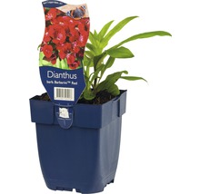 Hvozdík vousatý dvouletý FloraSelf Dianthus barbatus 'Barbarini Red' 5-25 cm květináč 0,5 l