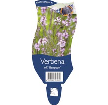 Sporýš lékařský FloraSelf Verbena officinalis 'Bampton' 20-40 cm květináč 5 l