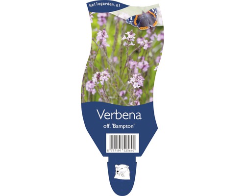 Sporýš lékařský FloraSelf Verbena officinalis 'Bampton' 20-40 cm květináč 5 l Štítek rostliny sporýše Bampton