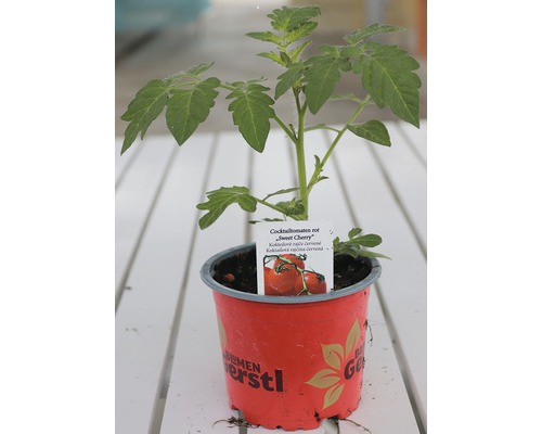 Sazenice koktejlových rajčat v květináči