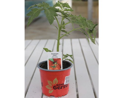 Mladá rostlina masitého rajčete v květináči