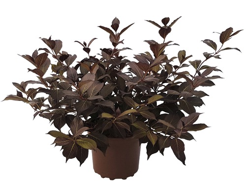 Vajgélie tmavolistá FloraSelf Weigela florida 'Alexandra' výška 40-60 cm květináč 4 l