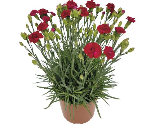 Hvozdík, karafiát mix FloraSelf Dianthus chinensis květináč Ø 19 cm 1 ks, různé barvy