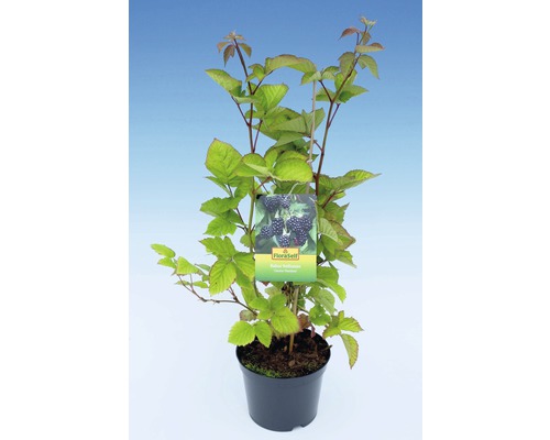 Ostružiník v květináči