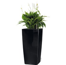 Černý květináč s lopatkovcem