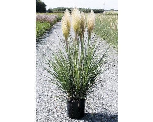 Pampová tráva v květináči