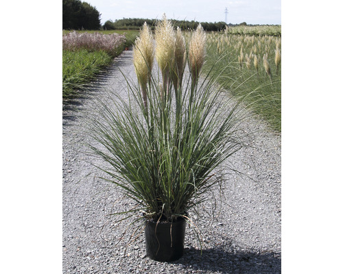 Pampová tráva v květináči