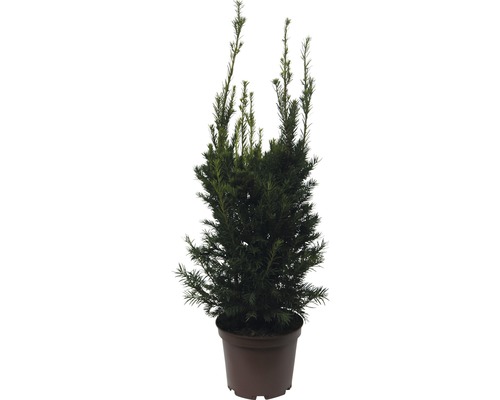 Tis červený Taxus baccata 'Westerstede' 60-70 cm květináč 7,5 l