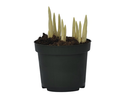 Rostlina hosta v květináči