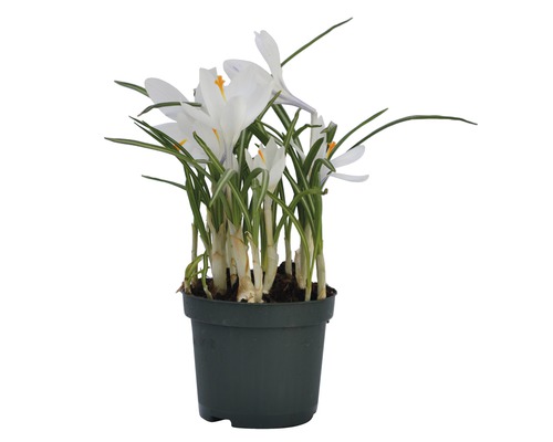 Šafrán v květináči s bílými květy