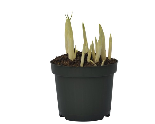 Bohyška v květináči