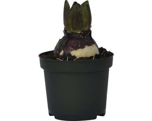 Cibule amarylky v květináči