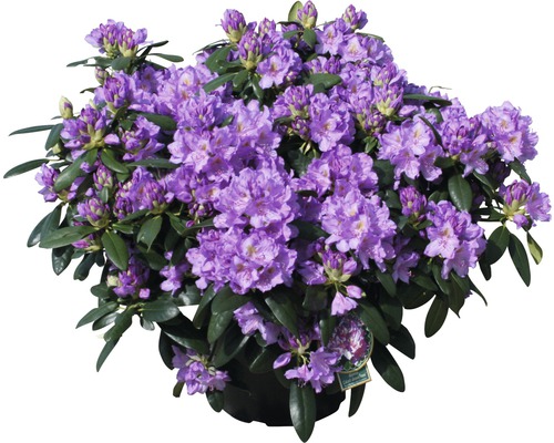 Rododendron s fialovými květy v květináči