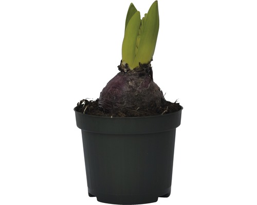 Hyacint v květináči