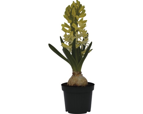 Žlutý hyacint v květináči