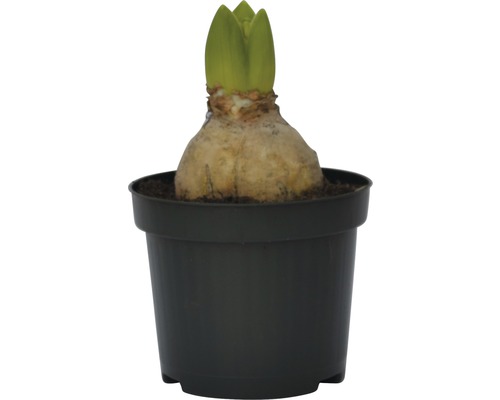 Cibule amarylky v květináči