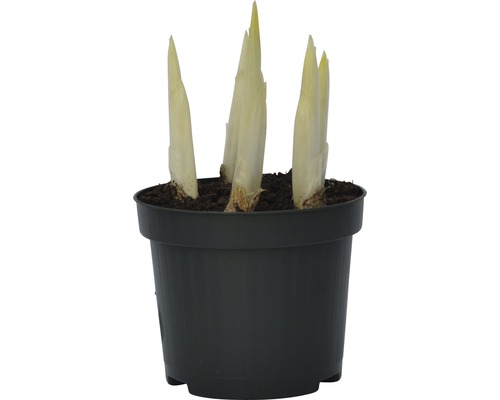 Čekanka v květináči