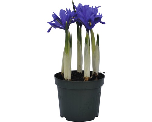 Kosatec v květináči