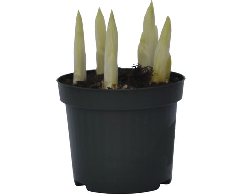 Bohyška rostlina v květináči