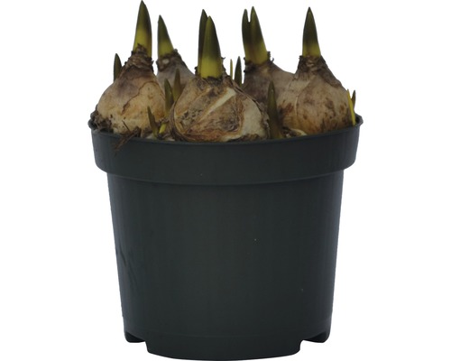 Květinové cibule v květináči