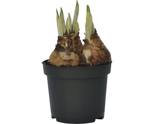 Cibule narcisů v květináči