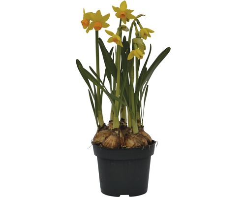 Narcis FloraSelf Narcissus pseudonarcissus 'Jet Fire' Ø 9 cm květináč