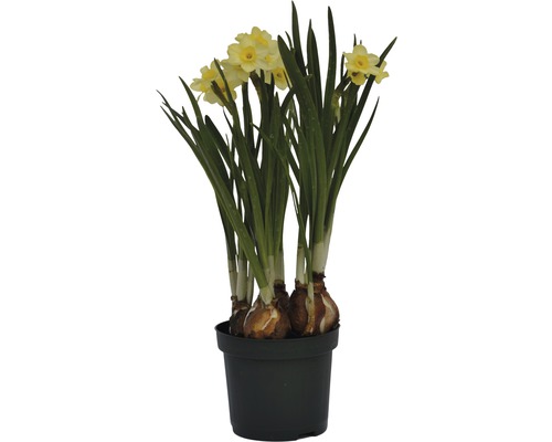 Narcis FloraSelf Narcissus pseudonarcissus 'Minnow' Ø 9 cm květináč