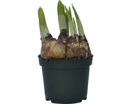 Cibule narcisů v květináči