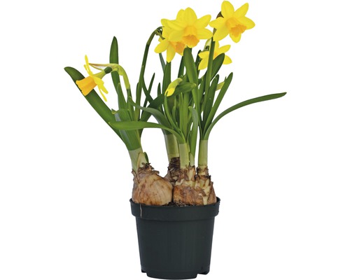 Narcis FloraSelf Narcissus pseudonarcissus 'Tete a tete' Ø 9 cm květináč