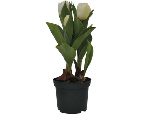Květináč s bílými tulipány