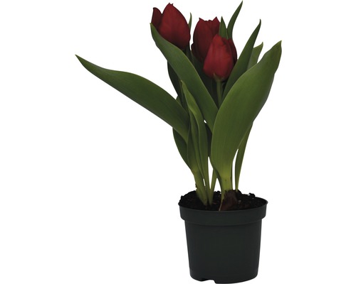 Květináč s červenými tulipány