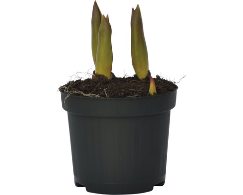 Rostlina Hosta v květináči