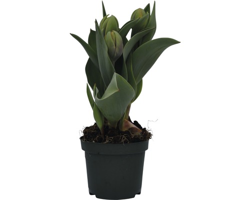 Tulipány v květináči