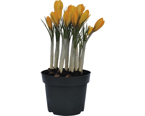 Žlutý krokus v květináči