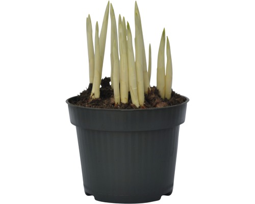 Božikovka v květináči