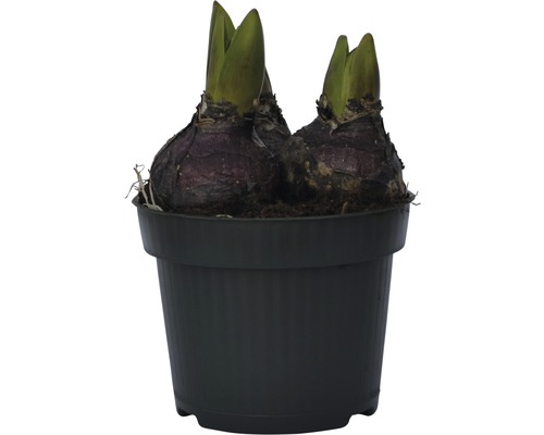 Dvě cibule amarylky v květináči