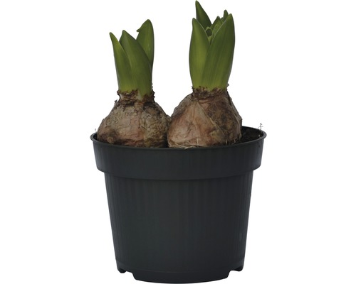 Dvě cibulky květin v černém květináči