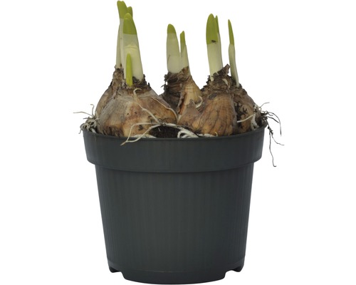 Květinové cibule v květináči s výhonky