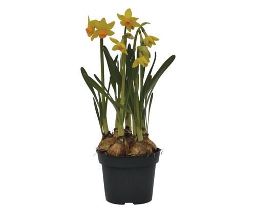 Narcis FloraSelf Narcissus pseudonarcissus 'Jet Fire' Ø 12 cm květináč