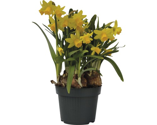 Narcis FloraSelf Narcissus pseudonarcissus 'Tete a tete' Ø 12 cm květináč