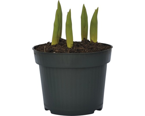 Mladé rostliny v květináči