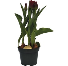 Tulipány v květináči s cibulkami a dosud zavřenými květy