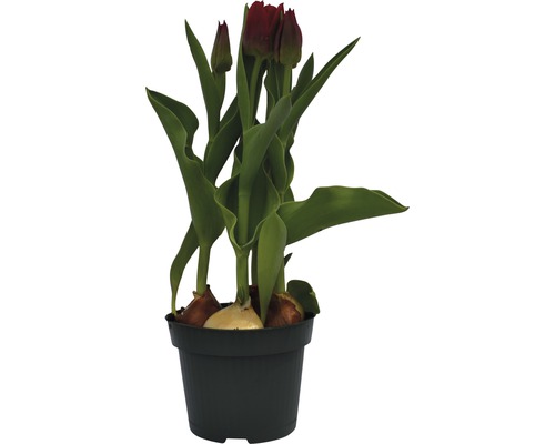 Tulipány v květináči s cibulkami a dosud zavřenými květy