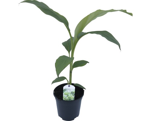 Banánová pokojová rostlina v květináči