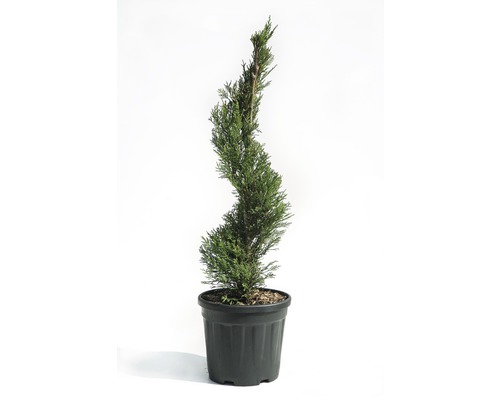 Cypřišovec Leylandův spirála Cupressocyparis leylandii 'Pyramidalis' 80 cm květináč 9 l