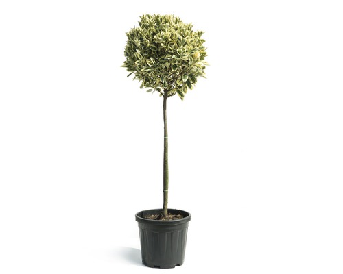 Brslen japonský na kmínku FloraSelf Eunonymus japonicus 'Bravo' kmínek 80 cm květináč 15 l