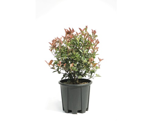 Blýskalka Fraserova koule FloraSelf Photinia fraseri 'Compacta' Ø 25/30 cm květináč 9 l 35 let FloraSelf jubilejní edice