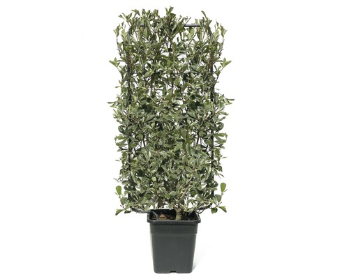 Blýskalka, blýskavka Fraserova bílozelená na špalíru FloraSelf Photinia fraseri 'Pink Marble' ® 110 x 50 cm květináč 18 l