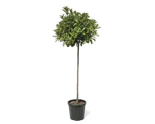 Blýskavka Fraserova polokmen 90 cm FloraSelf Photinia fraseri 'Red Robin' 100-110 cm květináč 18 l